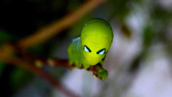 Vizuálně nemá housenka s motýlem společného nic než často výrazné barvy