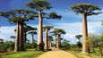 Baobabová alej (Madagaskar)