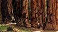 Národní park Sequoia (USA)
