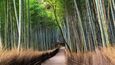 Bambusový háj Sagano (Japonsko)