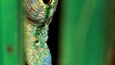 Drobný chameleon je mistrem ve skrývání mezi stébly trávy. Má však tajnou zbraň – jazyk dlouhý jako celé tělo, který dokáže vystřelit na kořist za pět setin sekundy.