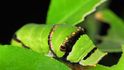 Falešné oči jsou oblíbeným obranným trikem mnoha živočichů, tentokrát v podání housenky tropického motýla.