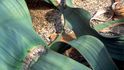Welwitschie pocházejí ještě z dob, kdy byla poušť Namib bujným pralesem. Jsou jedinými rostlinami, které tuto změnu klimatu přežily.