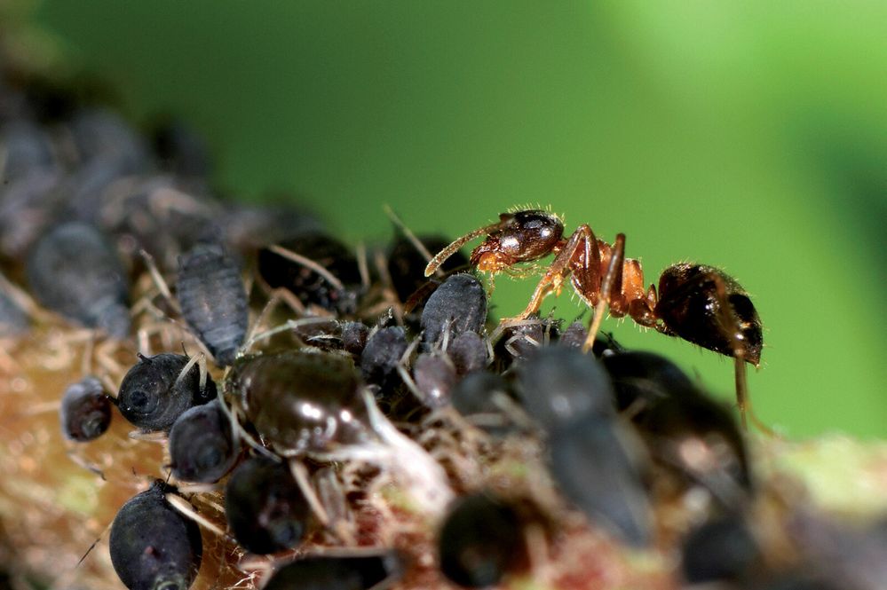 Mravenec odebírá od mšice kapičku sladké medovice, kterou mu bezbranný hmyz platí za ochranu a přenášení na nejvýživnější listy.