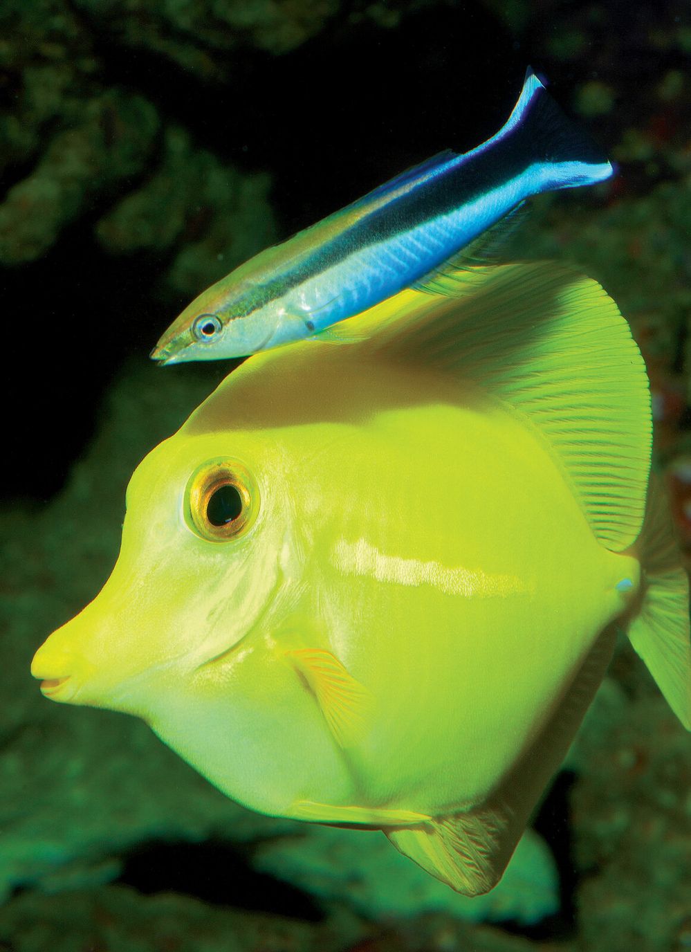 Pyskoun rozpůlený obírá bodlokovi žlutému parazity z těla. Ryba ochotně drží, protože se jinak cizopasníků nezbaví.