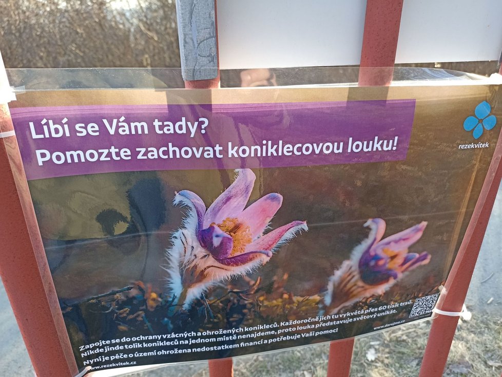 V přírodní rezervaci na Kamenném vrchu po roce opět rozkvétají koniklece.  O víkendu budou unikátní areál hlídat dobrovolníci.