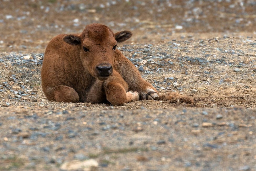 Bizoní slečna v brněnské zoo