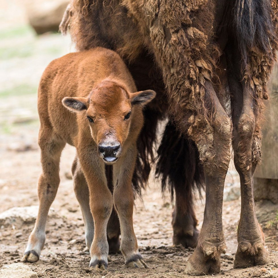 Bizoní slečna v brněnské zoo