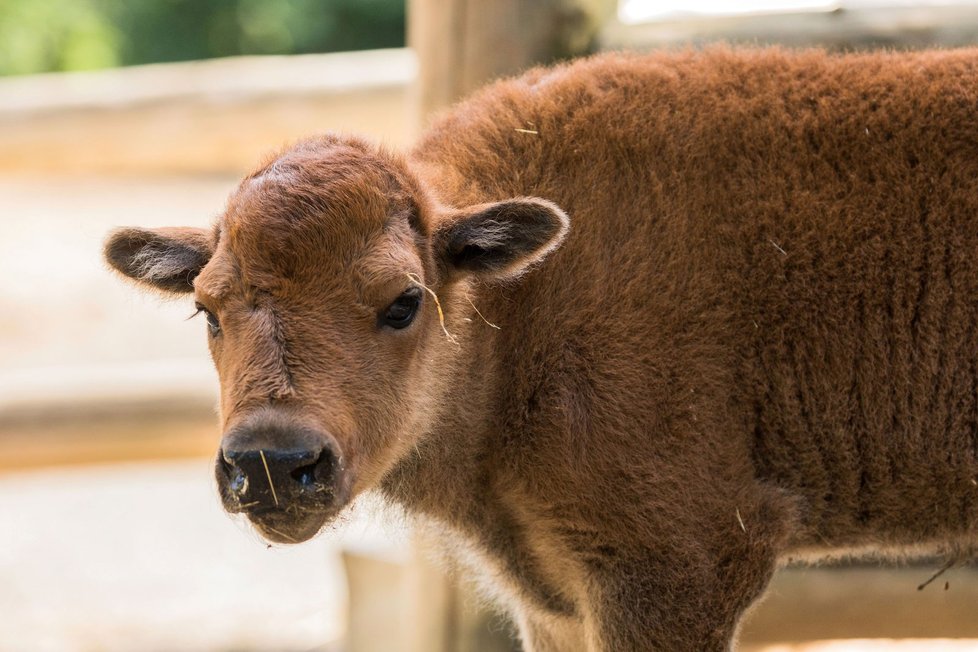 Bizoní slečna v brněnské zoo