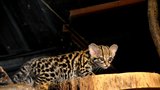 Zoo Brno má cenný přírůstek, mládě margaye: Přerostlá kočka skvěle šplhá