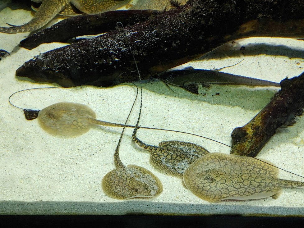 Ve velkém akváriu v Tropickém království se objevili čtyři mladí rejnoci.