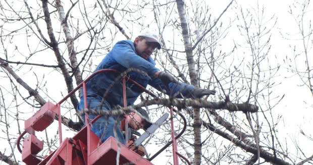 Praha 7 varuje před bezpečnostními prořezy stromů.