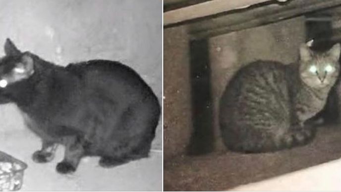 Údajné kočky zazděné na pražském sídlišti Údajné kočky zazděné na pražském sídlišti