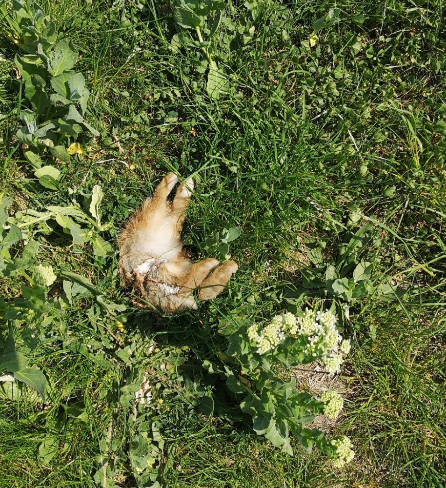 Mrtvý králíček, kterému kdosi utrhl hlavu, a jeho tělíčko vhodil na zahradu sousedící s proseckou vyhlídkou.