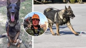 Při misi v Turecku zemřel pes Proteo.