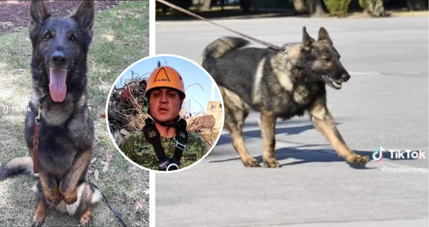 Pes Proteo zemřel při záchranné misi v Turecku: Dojemný vzkaz jeho páníčka do nebe!
