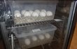 Nakladená vejce gaviála indického.