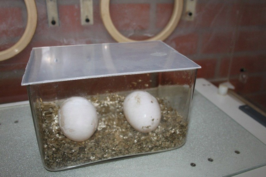 Nakladená vejce gaviála indického.