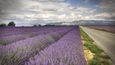 provence