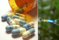 „Zombie ryby“ ovládnou vodu? Antidepresiva unikají do řek a mění osobnost živočichům