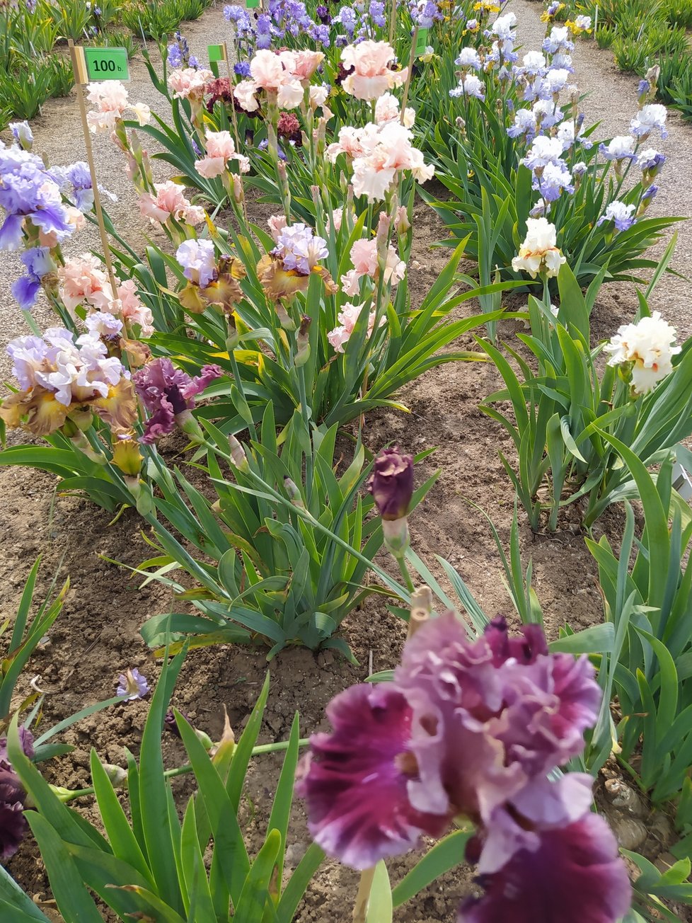 Botanická zahrada Chotobus v Průhonicích je součástí průhonického zámeckého parku.