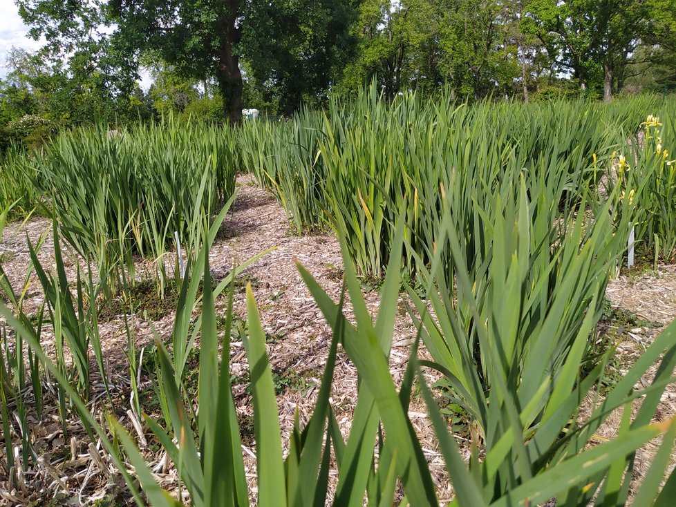 Botanická zahrada Chotobus v Průhonicích je součástí průhonického zámeckého parku.