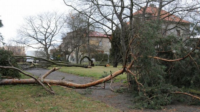 První na porážku. Spekulant s pozemky skupuje park a kácí stromy, úřady jen přihlížejí