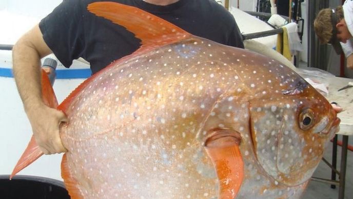 první teplokrevná ryba na světě