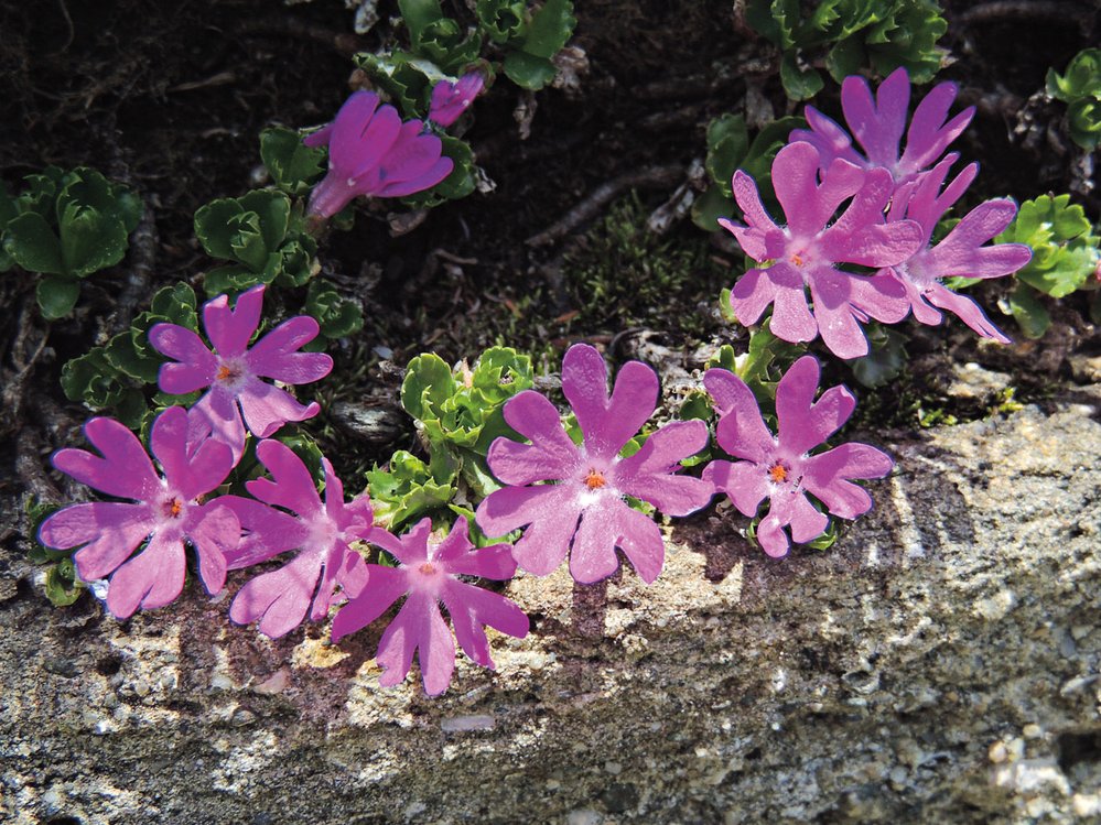 Vysokohorská prvosenka nejmenší (Primula minima) u nás roste pouze v Krkonoších