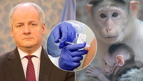 Testy na makakovi byly úspěšné, tvrdí Prymula. Podali mu jednu z osmi úspěšně vypadajících vakcín