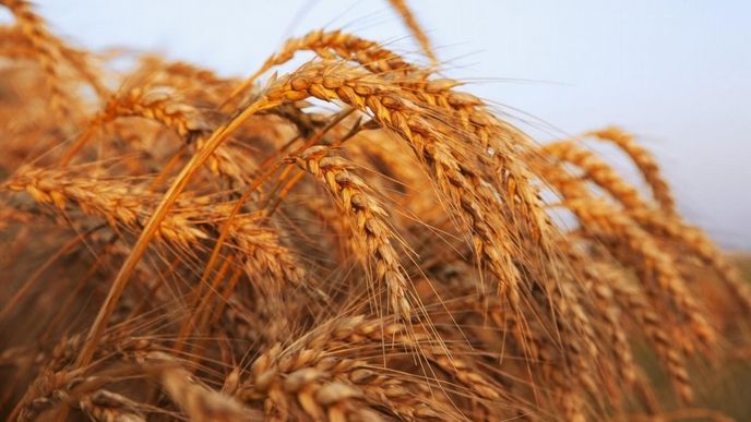 Pšenice (ilustrační foto)
