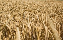 Tropické teploty a sucho snížily úrodu obilí: Zdraží chleba i pivo!