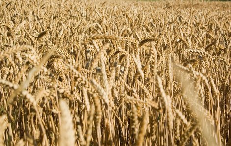 Cena pšenice kvůli nepřízni počasí je už nyní o pětinu vyšší než v červnu.