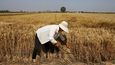 Obilí uvízlo na Ukrajině, blíží se navíc nová sklizeň.