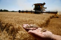 Cena pšenice vystřelila nahoru: Populárního obilí je nedostatek, podraží i pizza