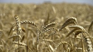 Válka posiluje Rusko ve vývozu pšenice. Cena se z válečného maxima snížila o polovinu