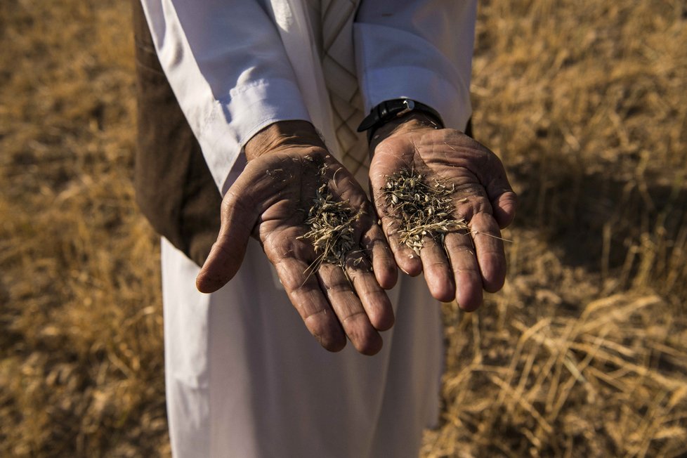 Itálie se připravuje na vyšší ceny těstovin, nedostává se tvrdozrnné pšenice
