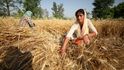 Indie zakázala export pšenice v souvislosti s vlnou veder.