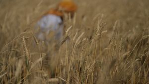 Marek Janečka: Pokles cen pšenice je investiční příležitost