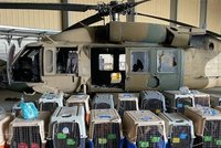 Američané kromě zbraní nechali v Afghánistánu i psy. Čeká je smrt, míní ochránci