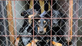 24 psů ve třech maringotkách je pro Petra Peltrama (62) z Jenštejna smysl života. Lidé z okolí tvrdí: Jde o týrání!