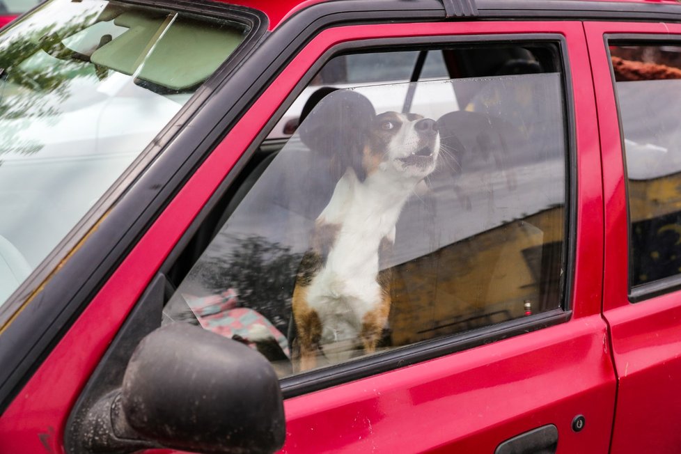 Majitel psa dává ajitel psa dává do auta prý o auta prý pouze v případě, ouze v případě, že ostatní jsou e ostatní jsou venku, aby enku, aby zabránil rv abránil rvačce.