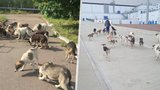 Po opuštěném Černobylu pobíhají psi: Radiaci se dokázali přizpůsobit!