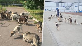 V oblasti Černobylu žije přibližně 800 divokých psů.