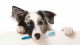 Čistíte svému psovi zuby stejně poctivě jako sobě? Pokud ne, je čas začít!