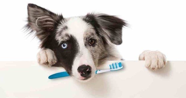 Jako u každé prevence je i v případě čištění chrupu dobré začít dříve, než začnou problémy, a psa na něj postupně navykat.