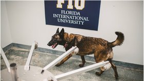 Čtyři psi floridské univerzity poznali covid v 97,5 % případů.