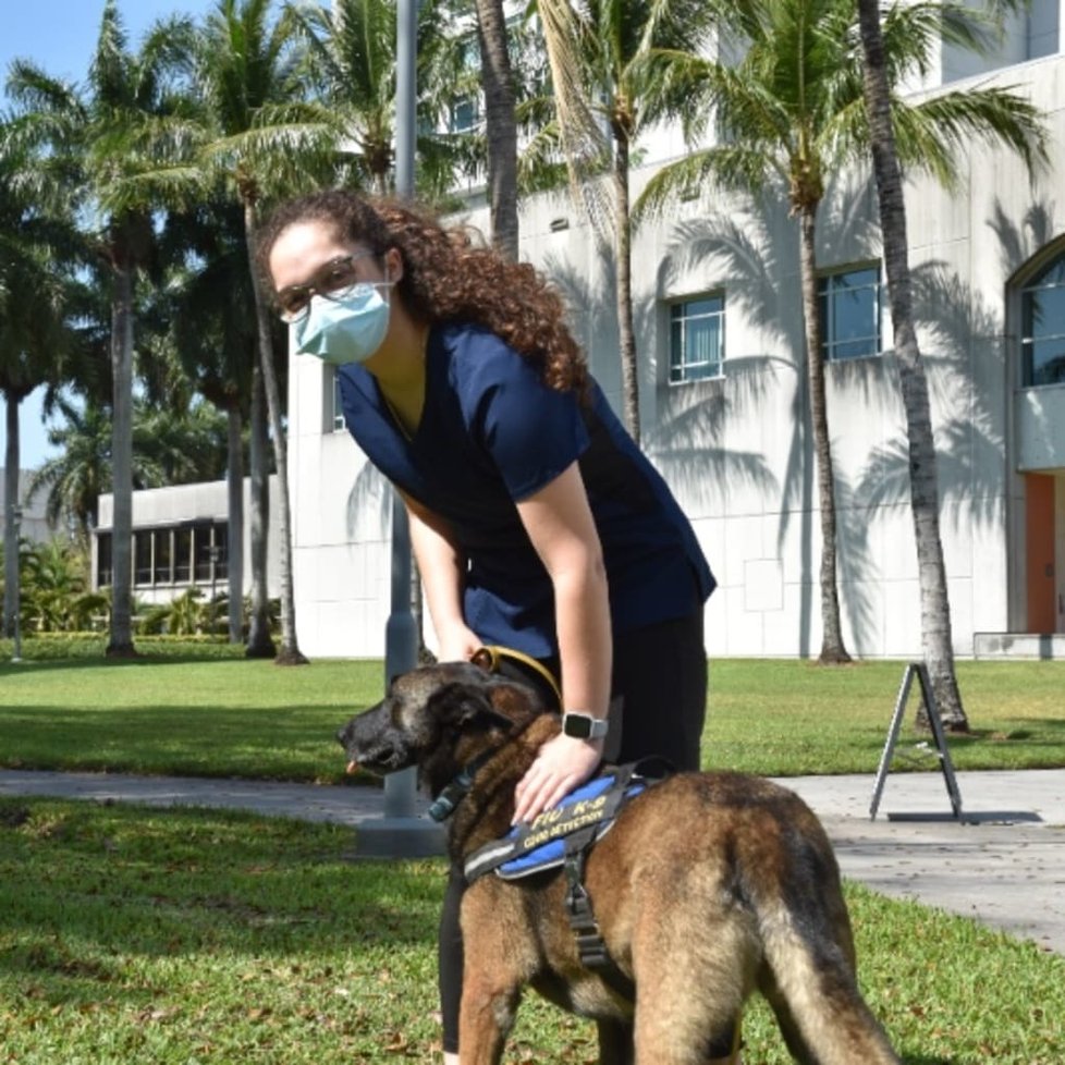 Výcvik psů na čichání covid pozitivních, Florida.