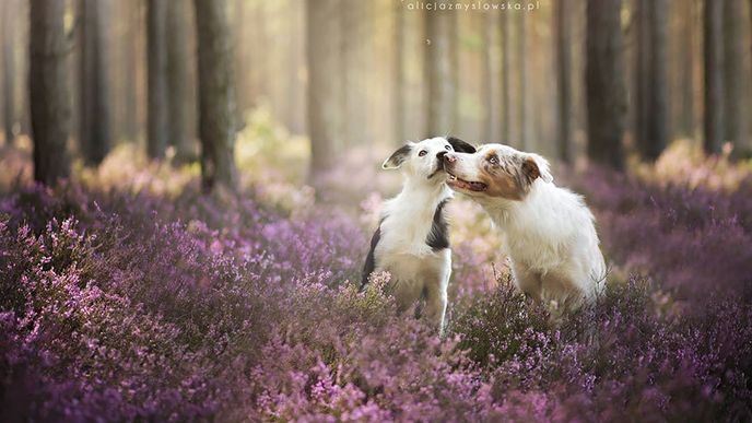 Krásné portréty psů, které má na svědomí polská fotografka