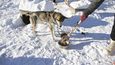 Se psím spřežením po sněhových pláních Aljašky